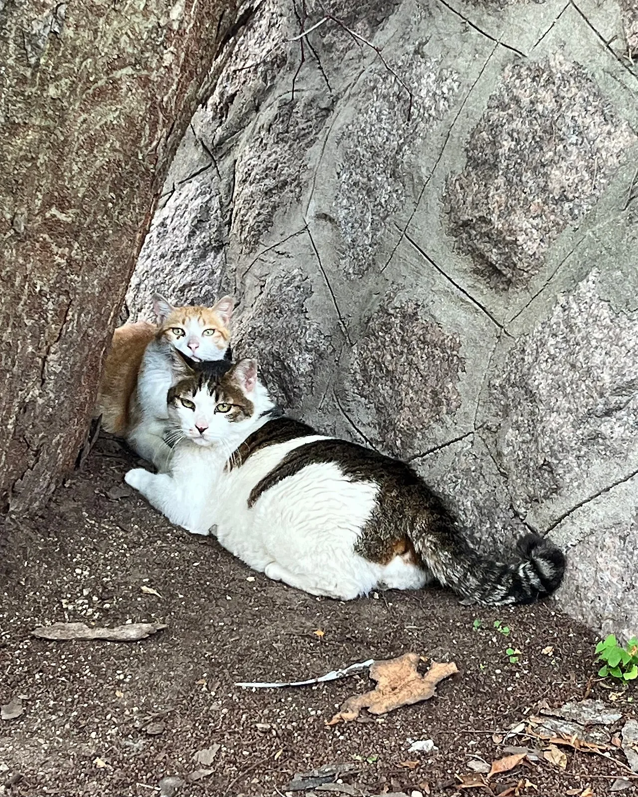 IMG%EF%BC%BF7114.jpg?type=w1600