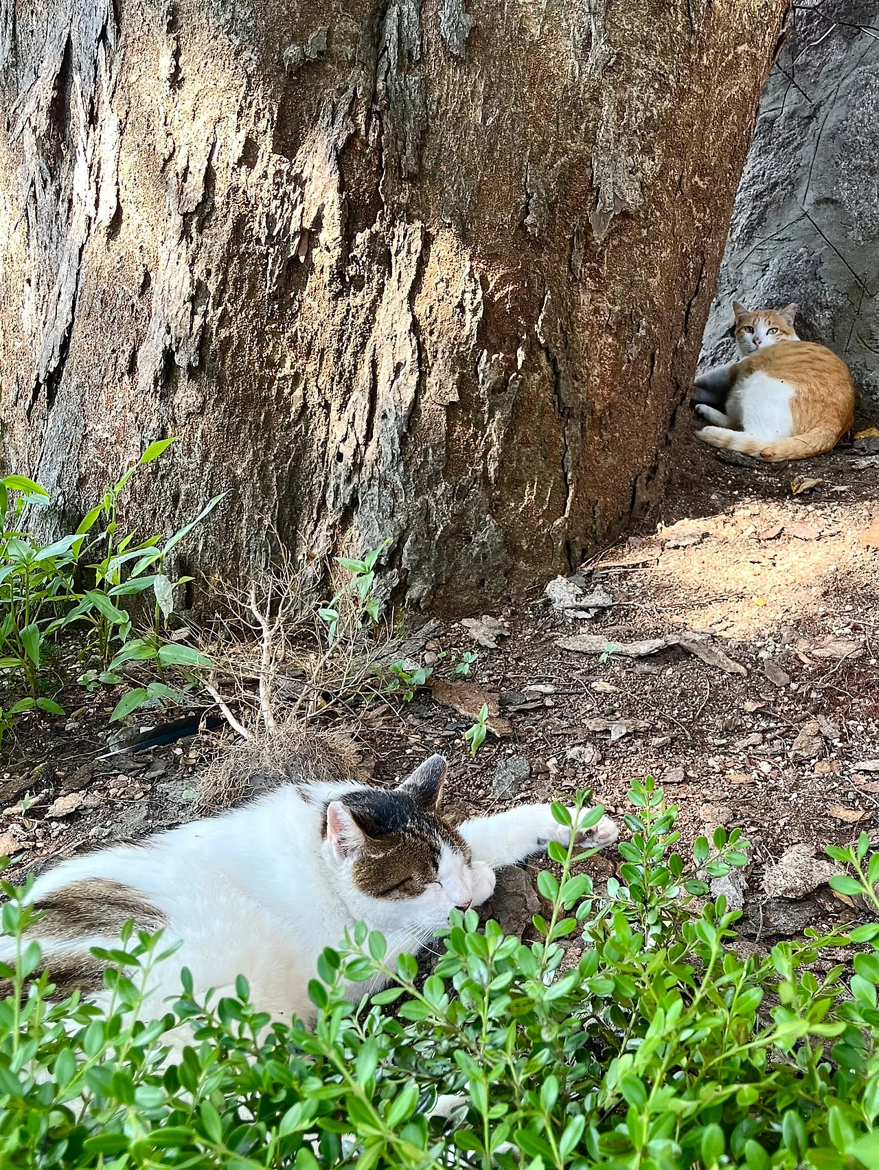 IMG%EF%BC%BF8922.jpg?type=w1600