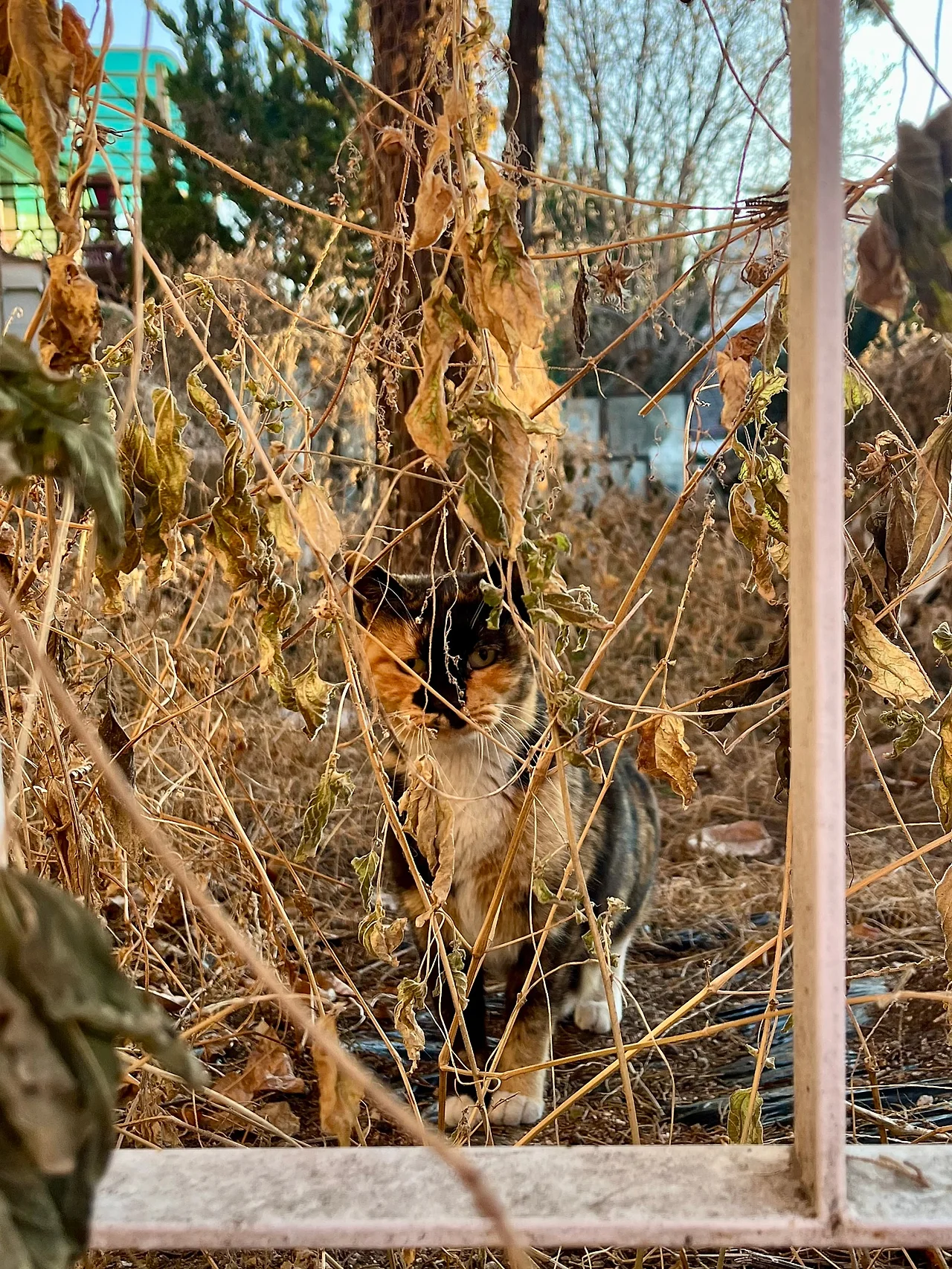 IMG%EF%BC%BF0824.jpg?type=w1600