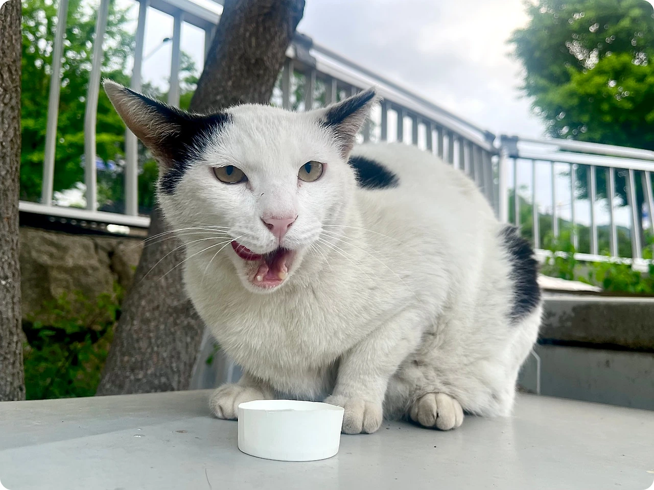 IMG_4430.jpg?type=w1600