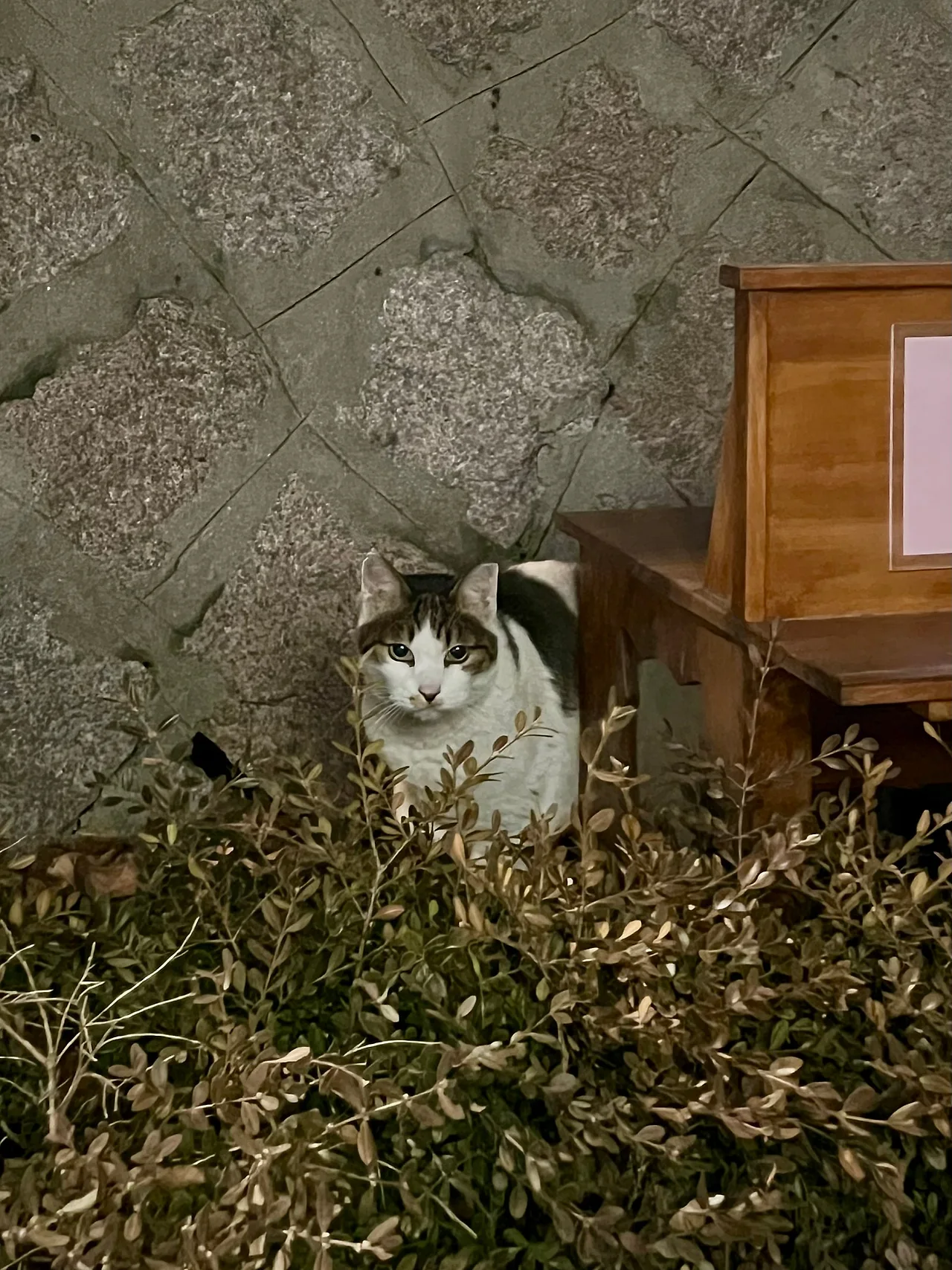 IMG%EF%BC%BF0797.jpg?type=w1600