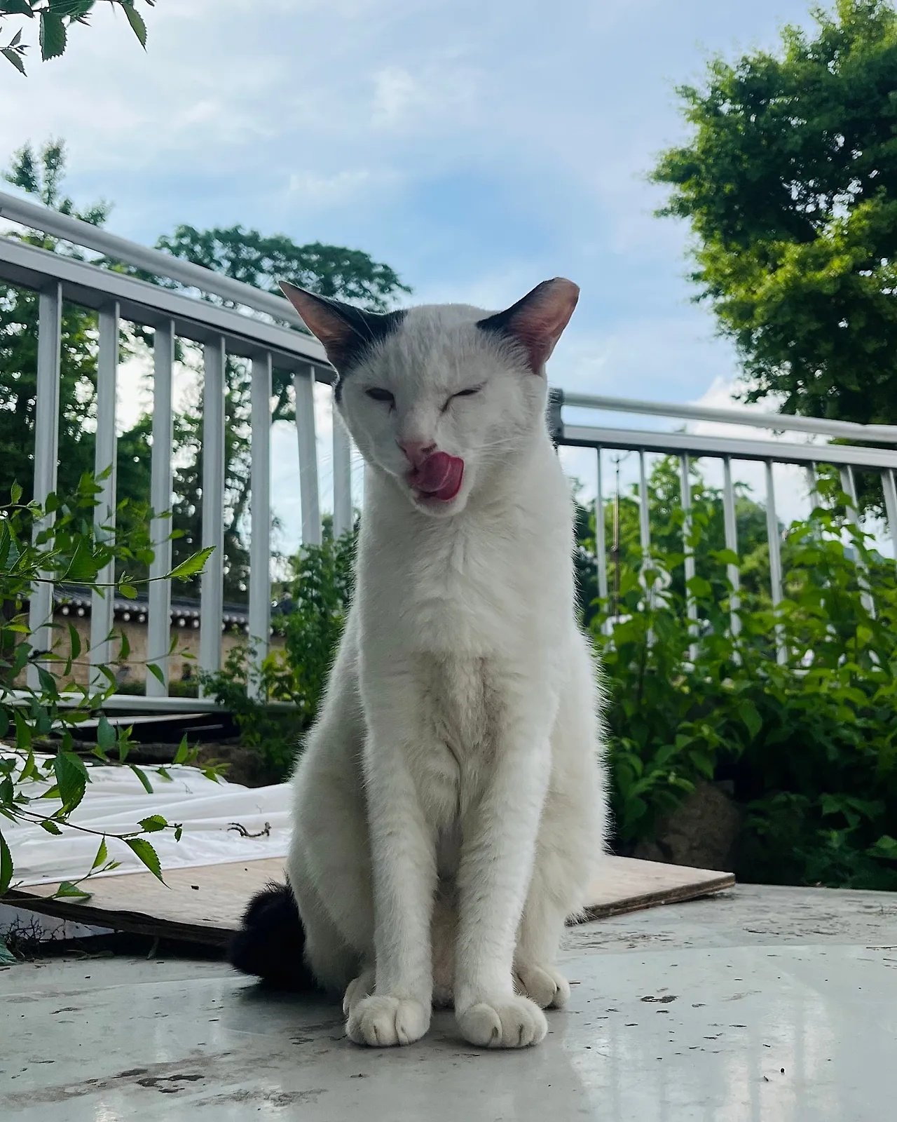 IMG%EF%BC%BF7082.jpg?type=w1600