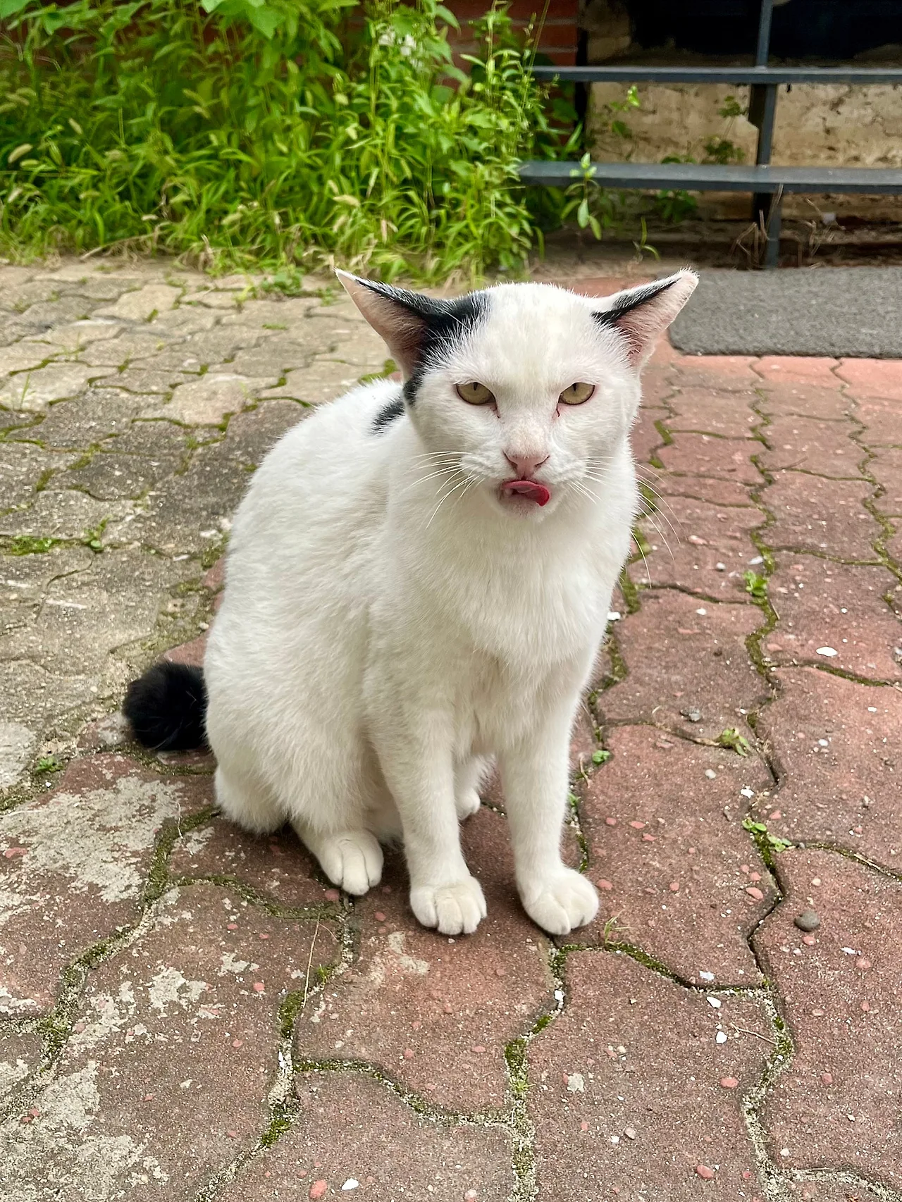 IMG%EF%BC%BF1119.jpg?type=w1600