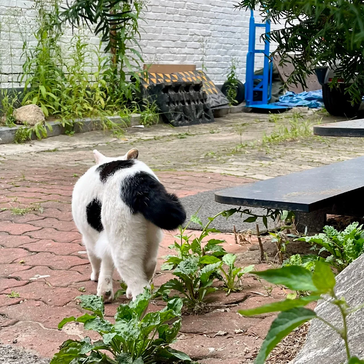 IMG%EF%BC%BF1809.jpg?type=w1600