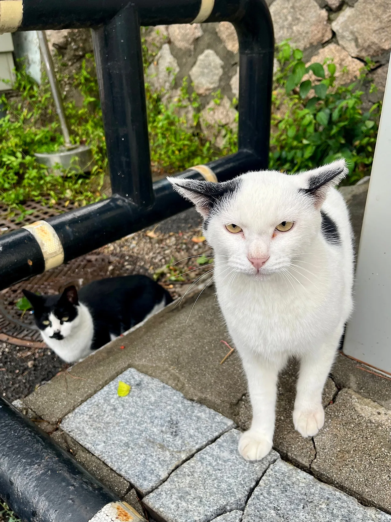 IMG%EF%BC%BF1637.jpg?type=w1600