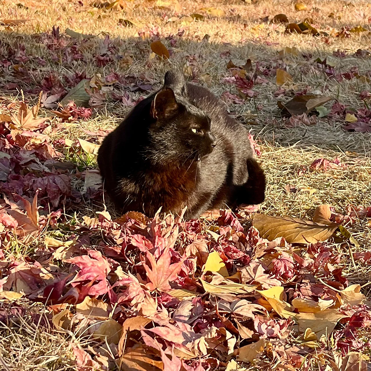 SE-9AA56584-2090-4FE9-A95C-94FA83F72A68.jpg?type=w1600