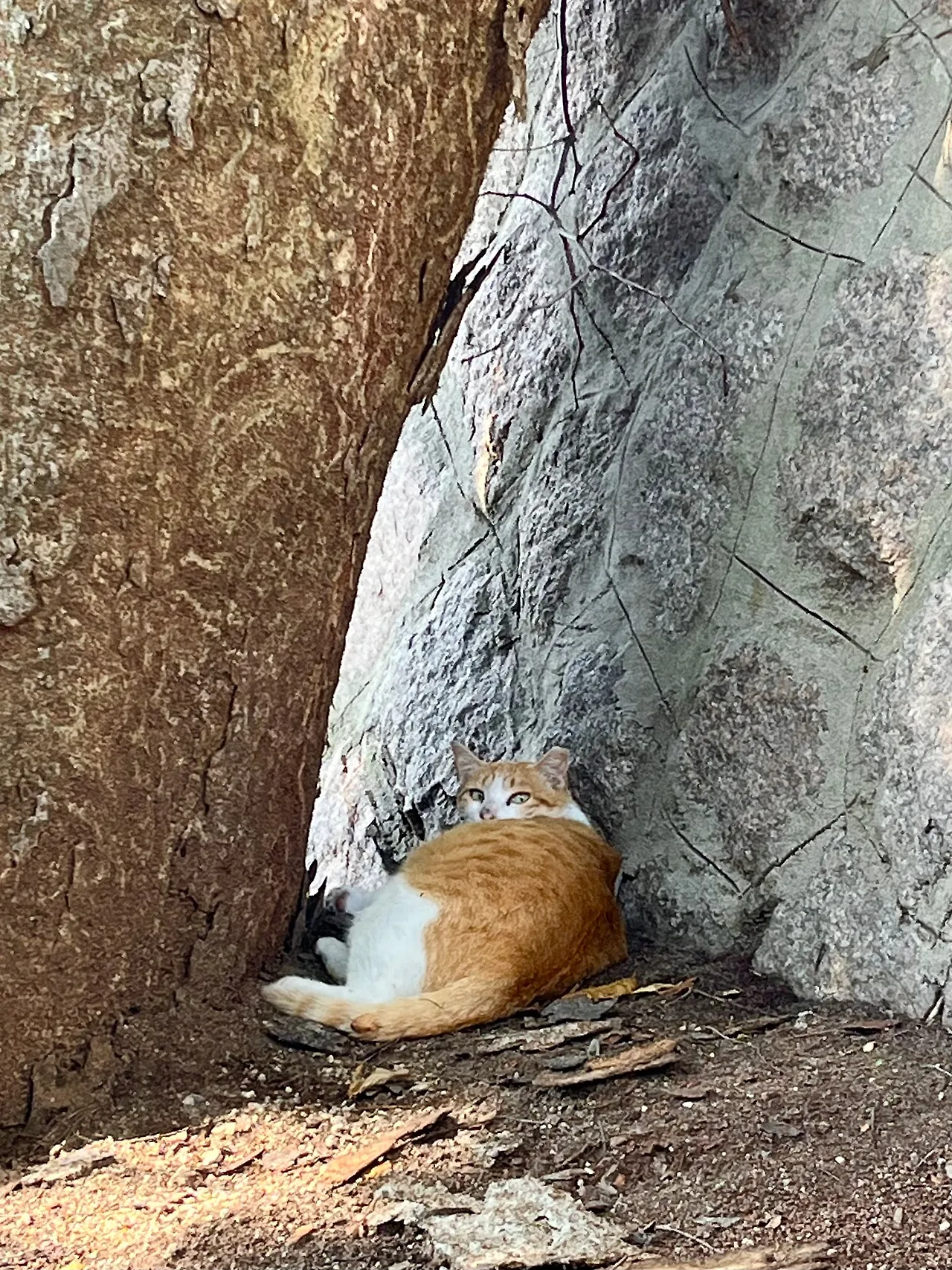 IMG%EF%BC%BF8919.jpg?type=w1600