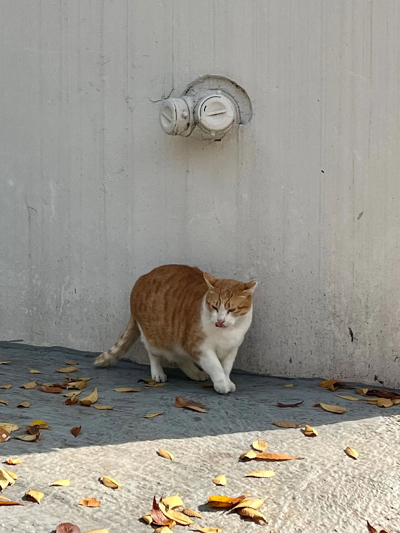 IMG%EF%BC%BF5161.jpg?type=w1600