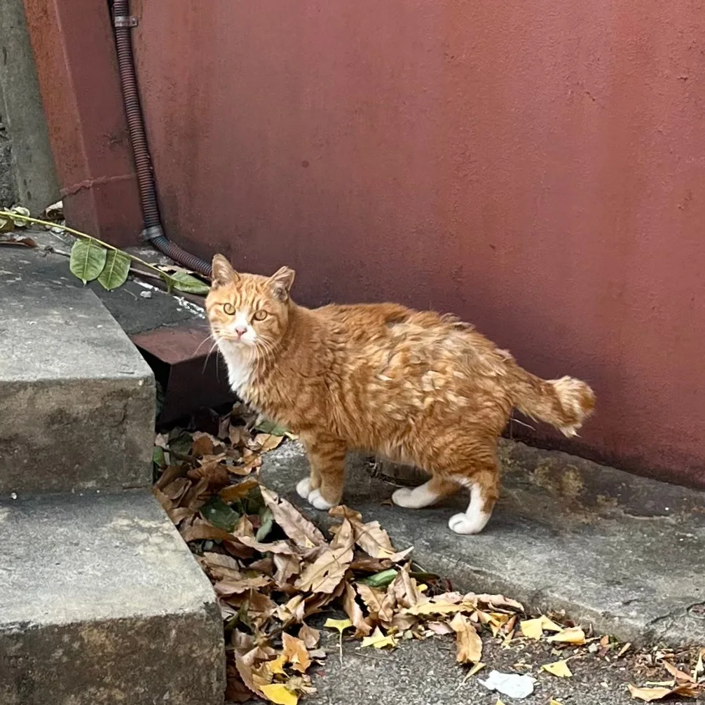 SE-F8862389-81DD-4F4E-BC20-1E65023CC269.jpg?type=w1600