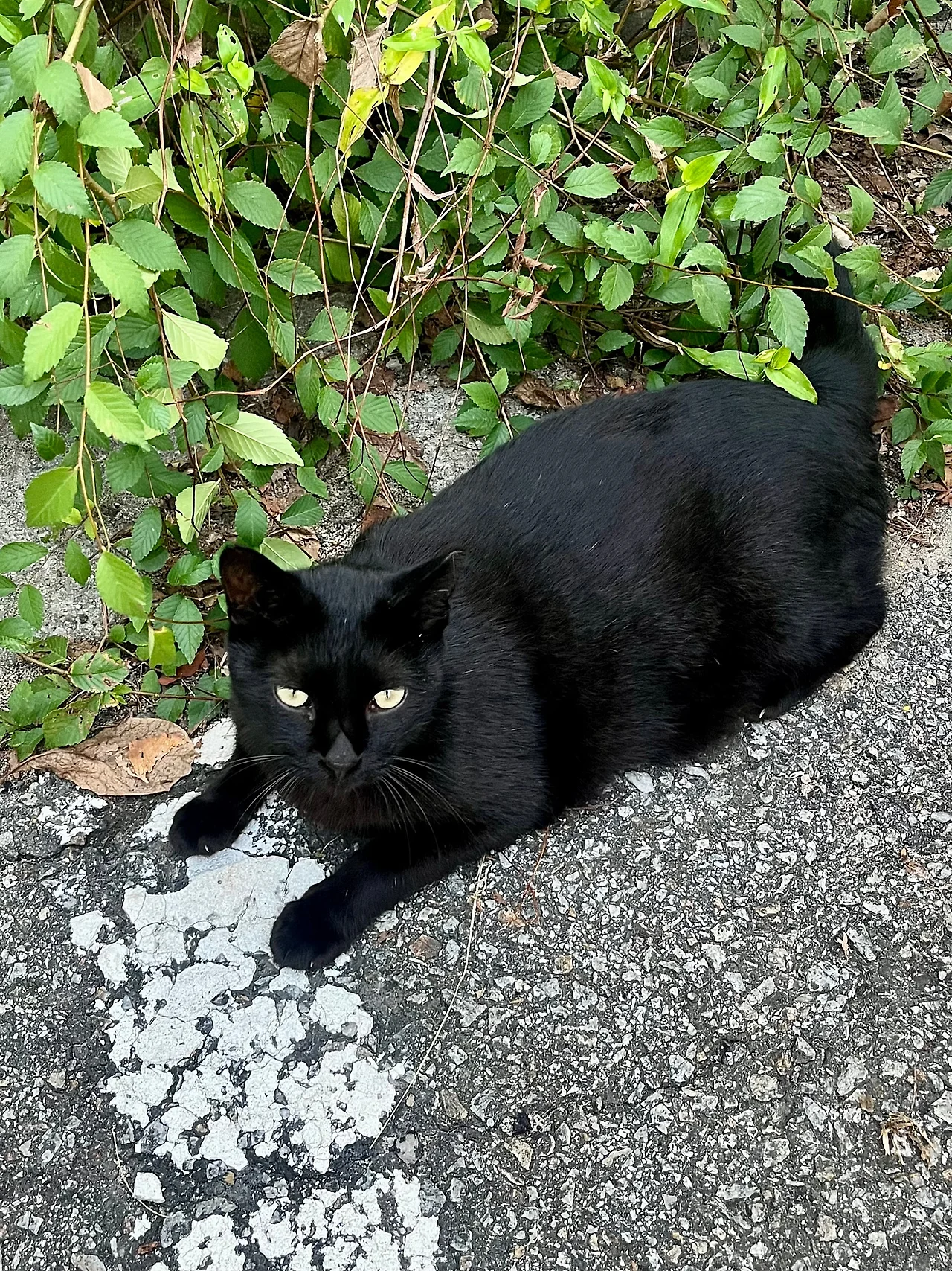 IMG%EF%BC%BF0893.jpg?type=w1600