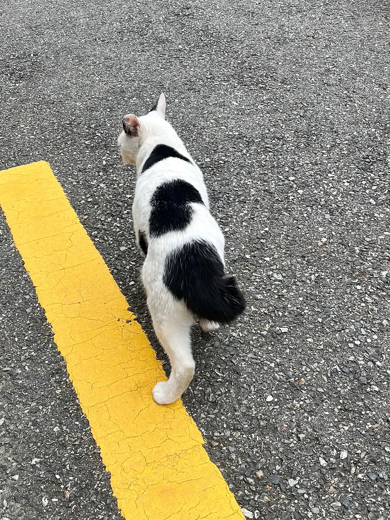 IMG%EF%BC%BF1485.jpg?type=w1600