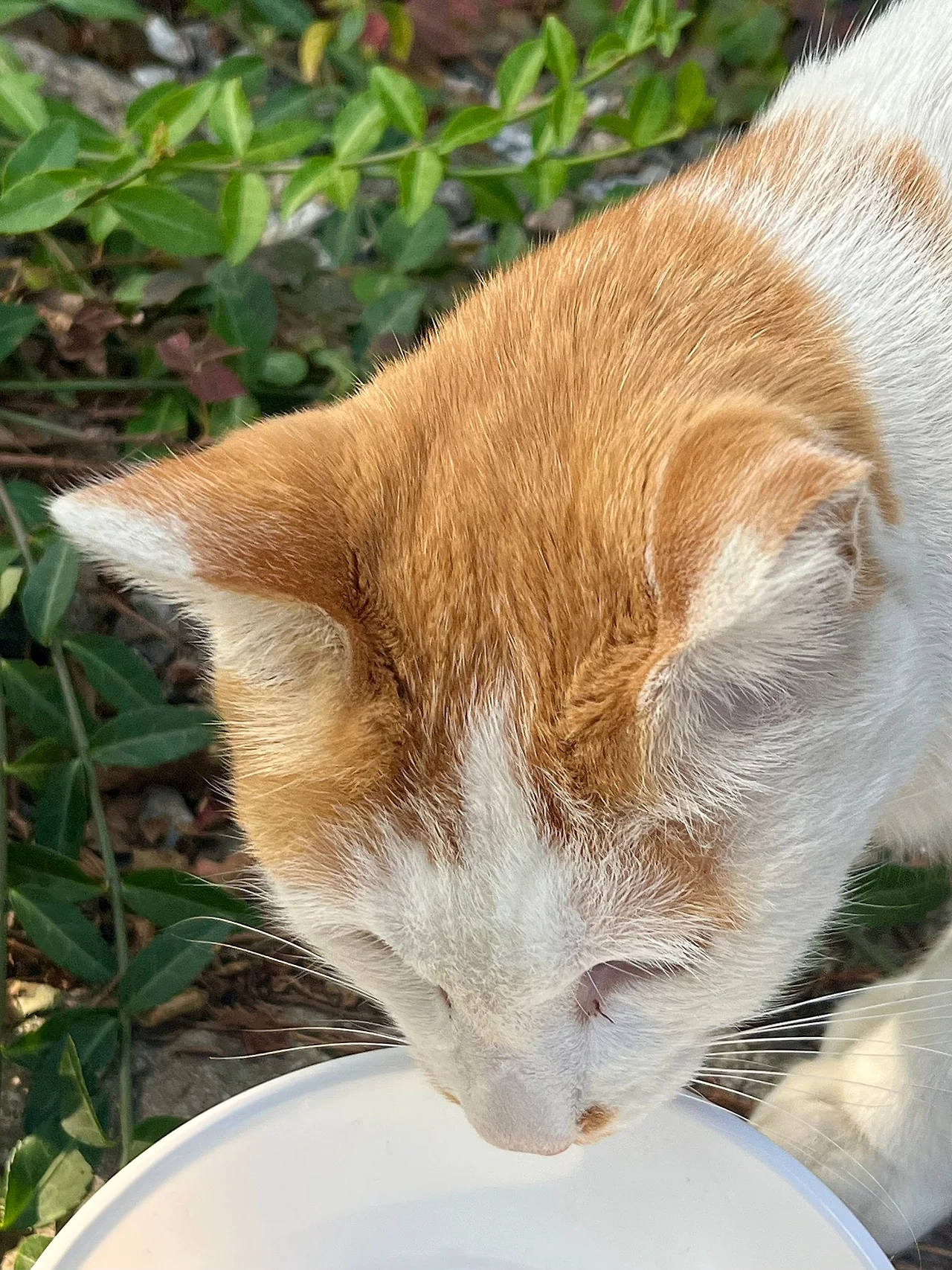 IMG%EF%BC%BF4099.jpg?type=w1600