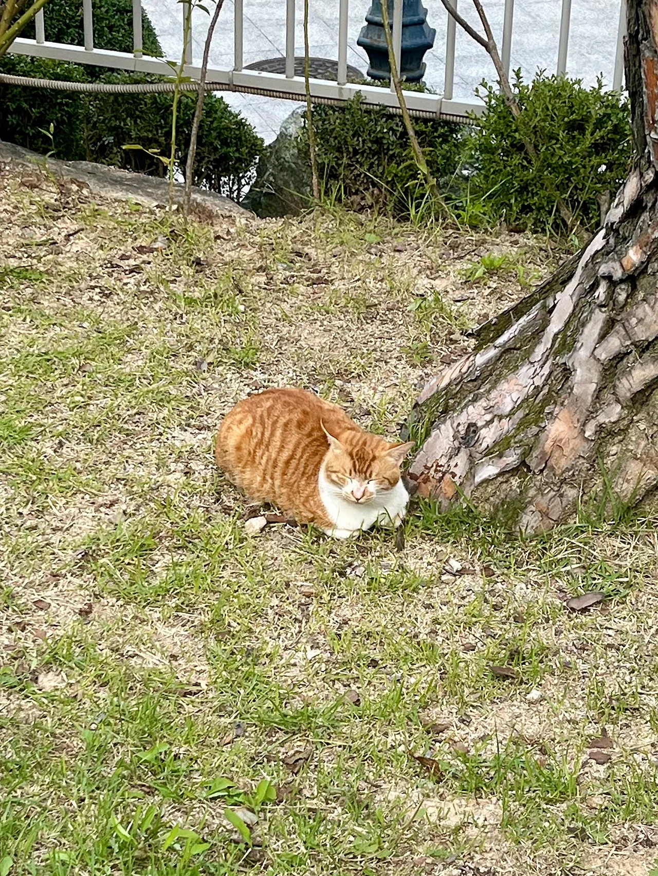 IMG%EF%BC%BF3778.jpg?type=w1600