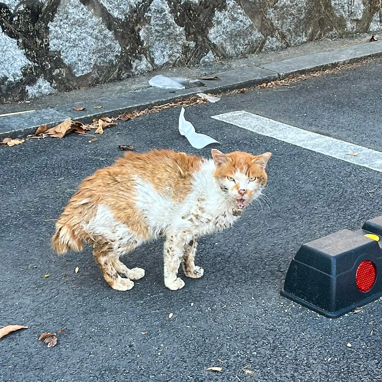 IMG%EF%BC%BF0012.jpg?type=w1600