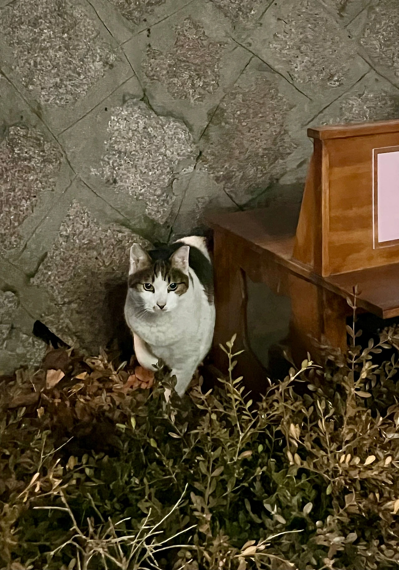 IMG%EF%BC%BF0798.jpg?type=w1600