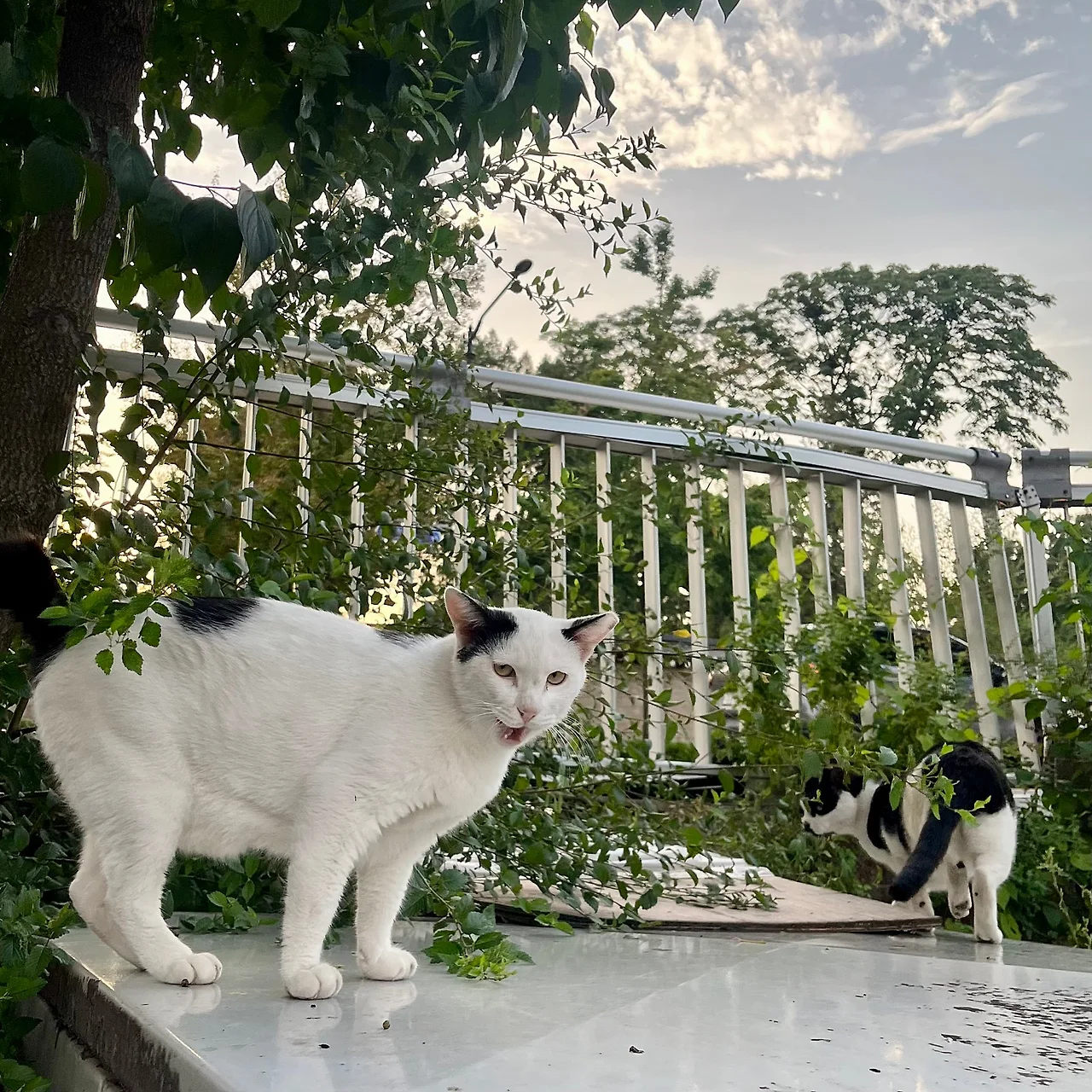 IMG%EF%BC%BF1579.jpg?type=w1600