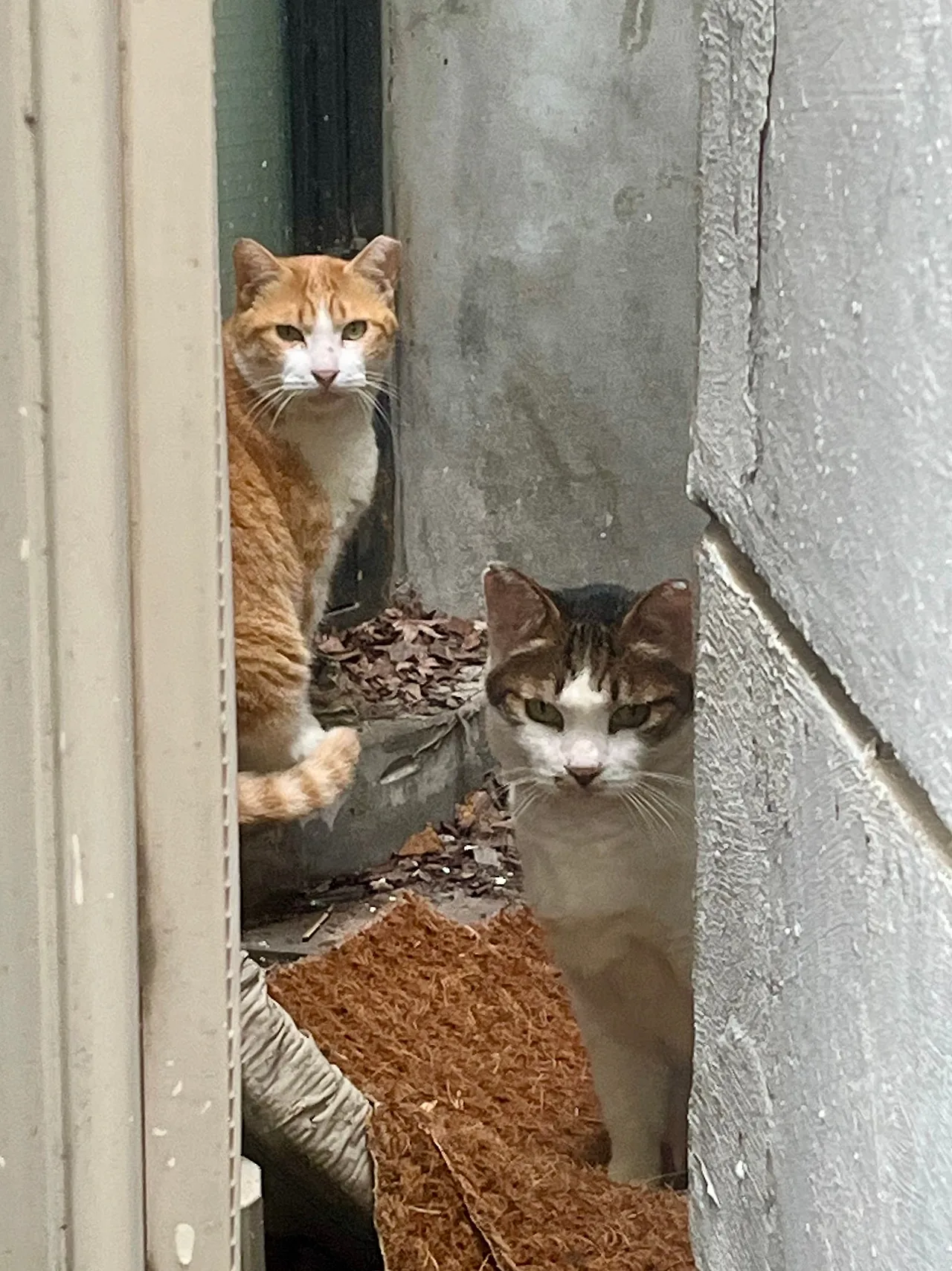 IMG%EF%BC%BF2253.jpg?type=w1600