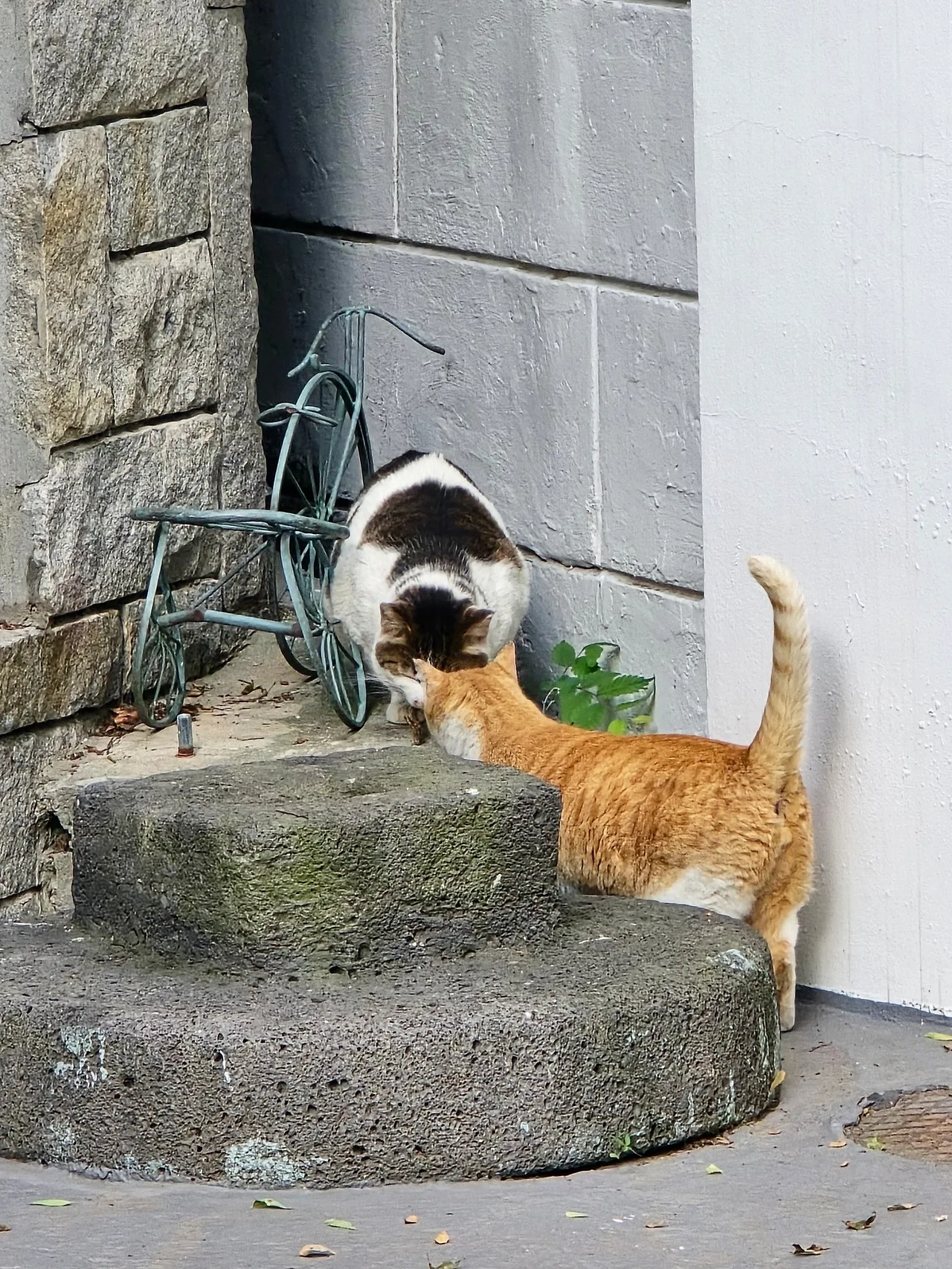 IMG_4788.JPG?type=w1600