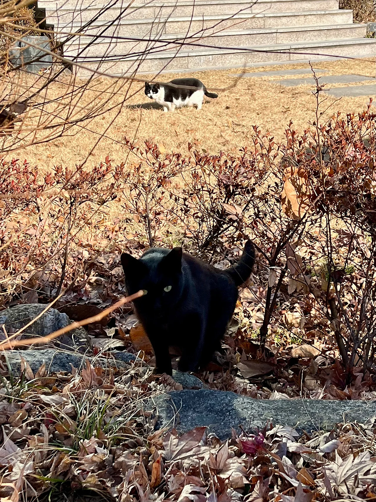 IMG%EF%BC%BF0739.jpg?type=w1600