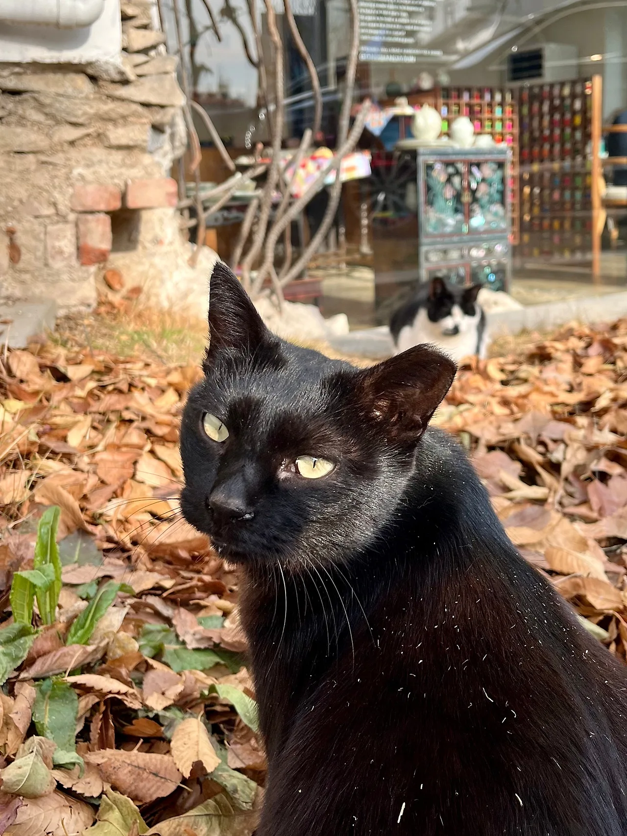 IMG%EF%BC%BF9229.jpg?type=w1600