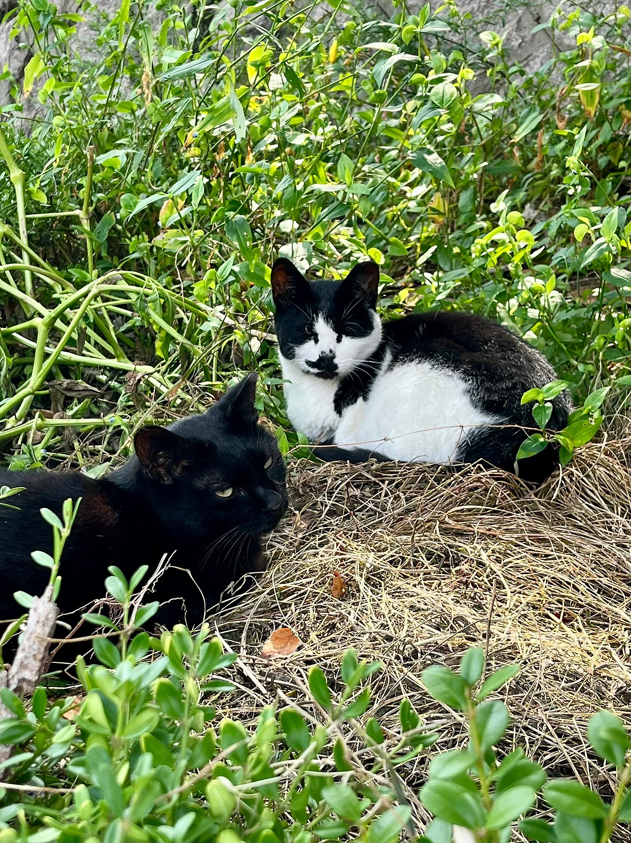 IMG%EF%BC%BF2671.jpg?type=w1600