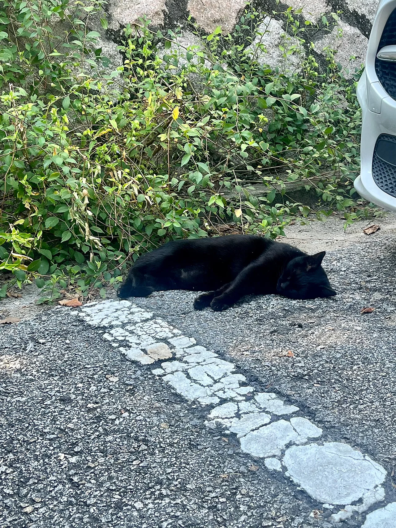 IMG%EF%BC%BF1405.jpg?type=w1600