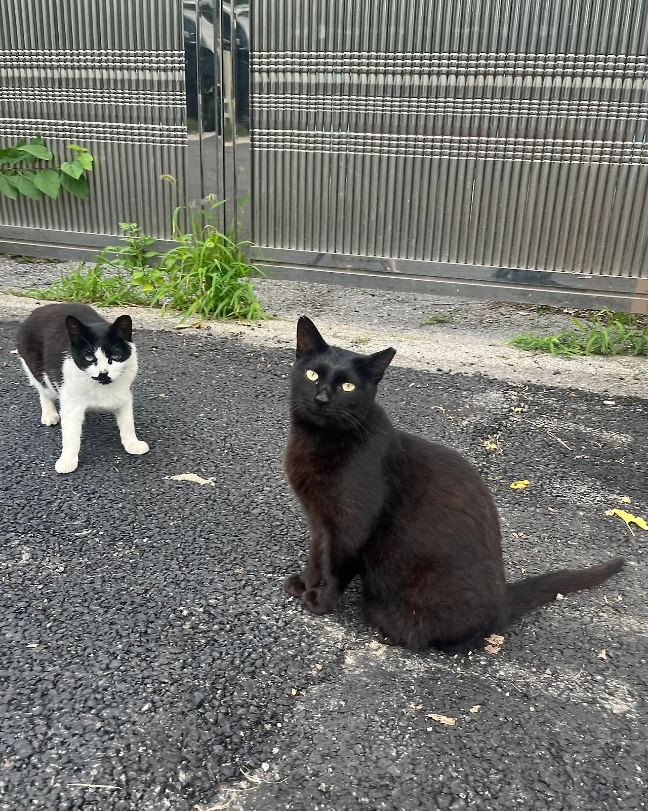 IMG%EF%BC%BF6895.jpg?type=w1600