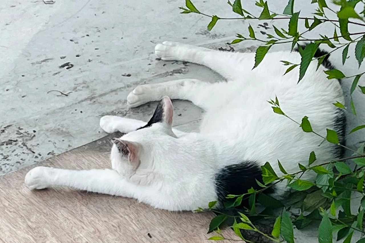 SE-6fa83917-aa5f-422f-885d-fc8971b38c6f.jpg?type=w1600