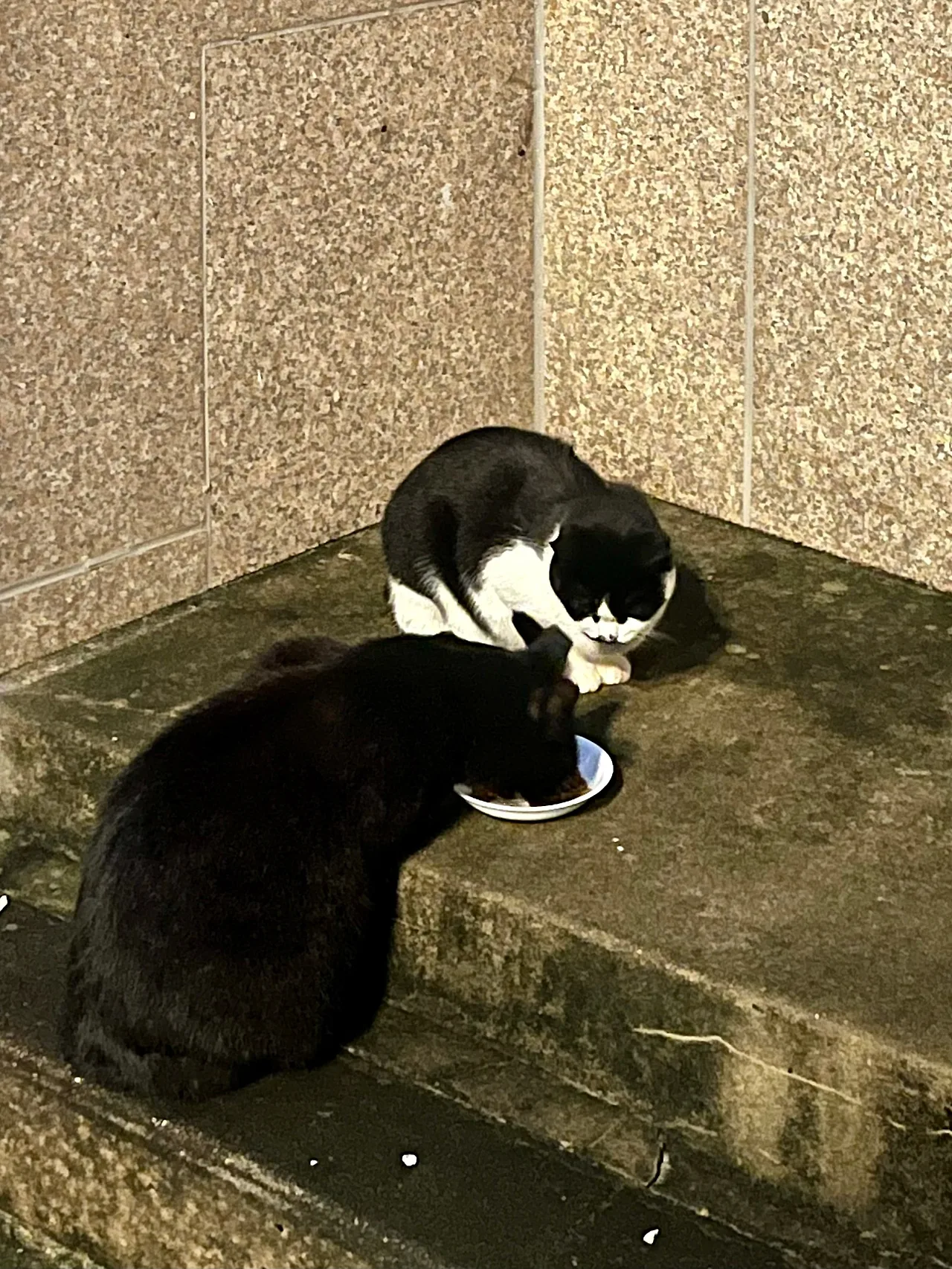 IMG%EF%BC%BF1692.jpg?type=w1600