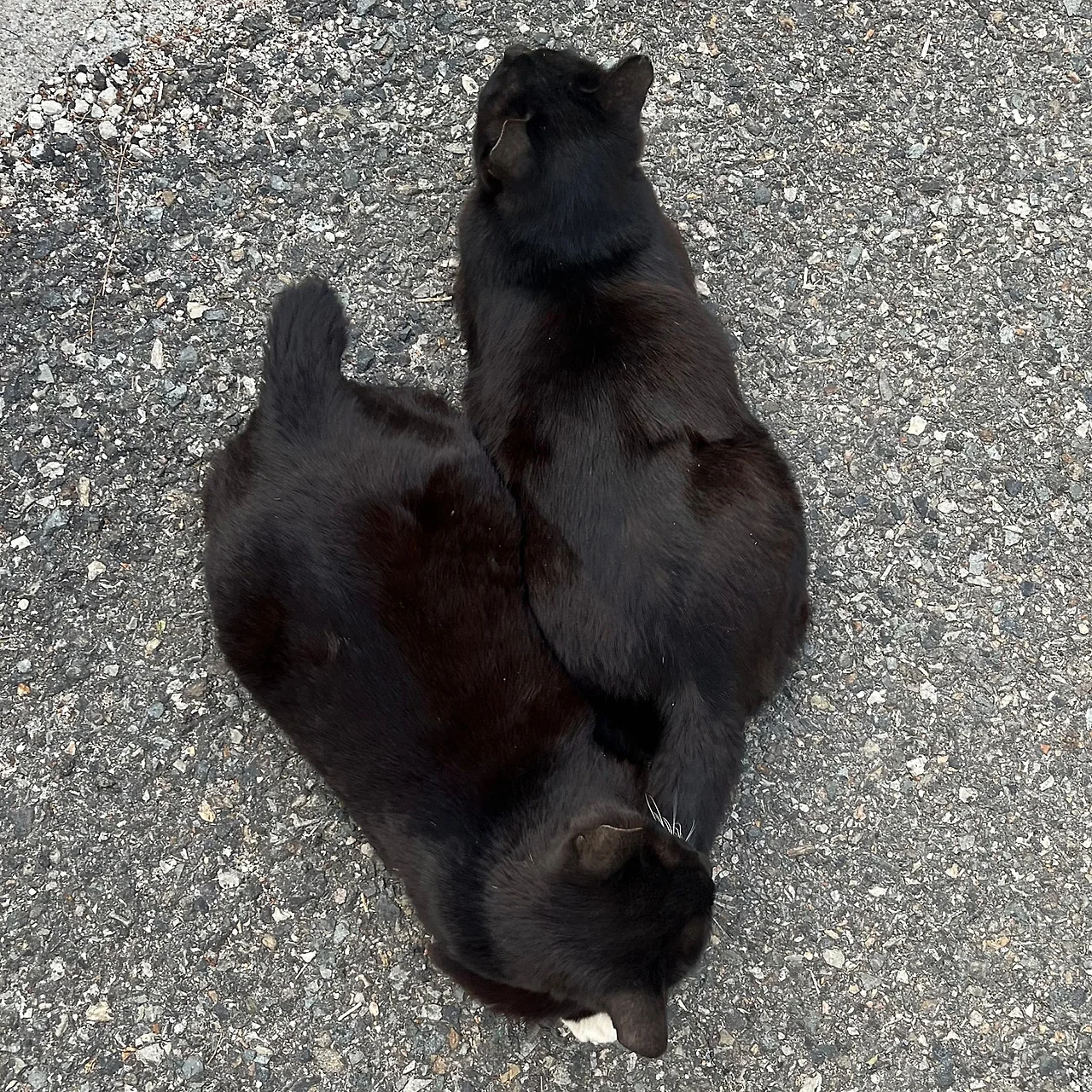 SE-A6173FE5-1424-48F5-A893-96BD7FBB49DA.jpg?type=w1600