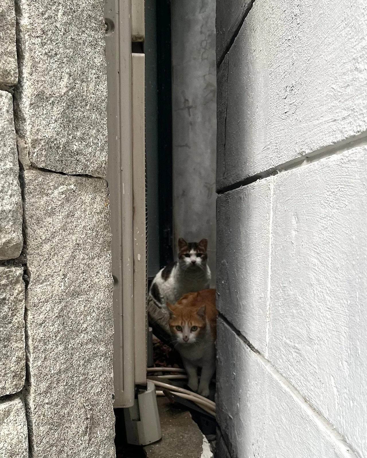 IMG_4734.jpg?type=w1600