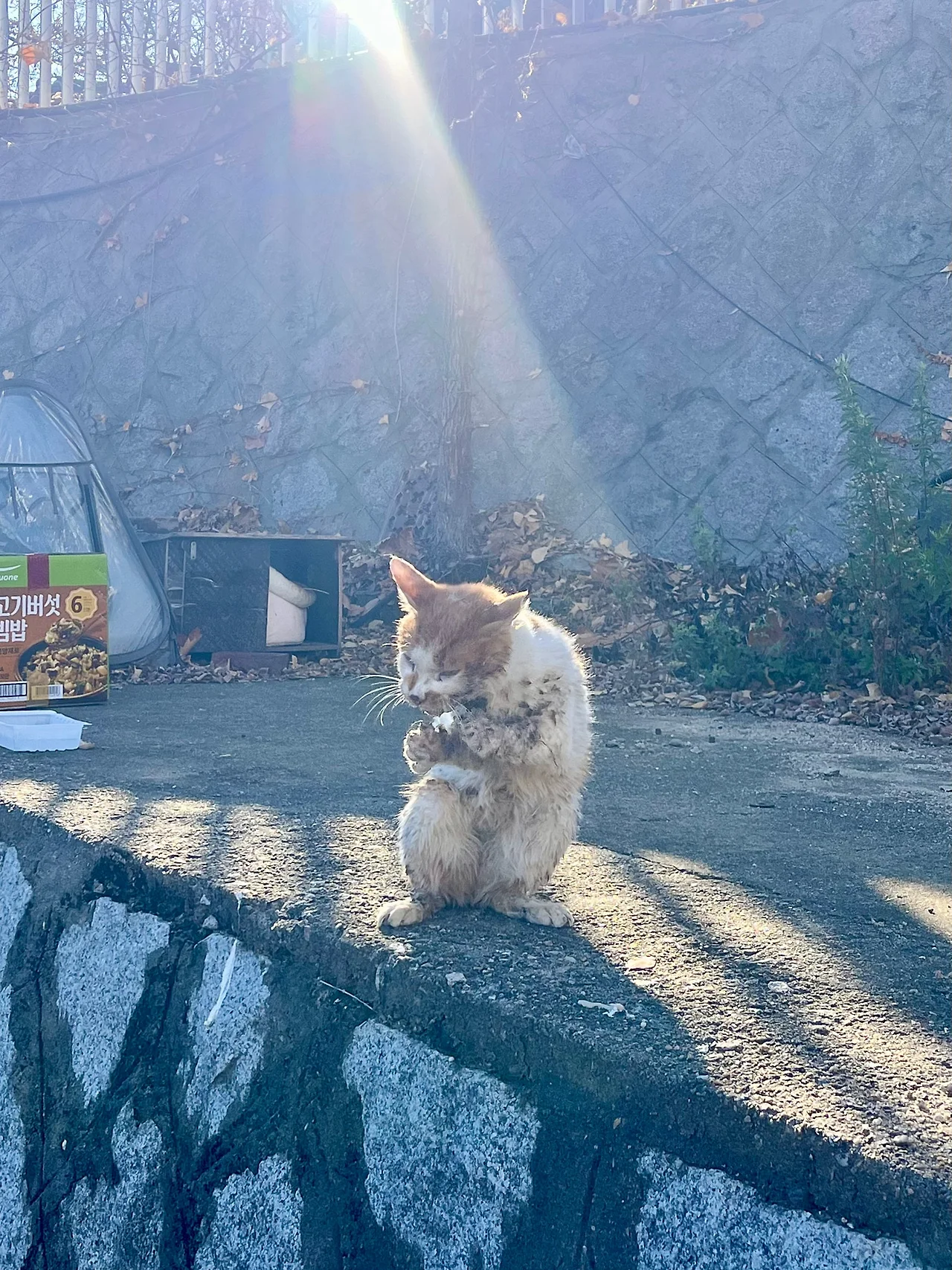 IMG%EF%BC%BF8896.jpg?type=w1600