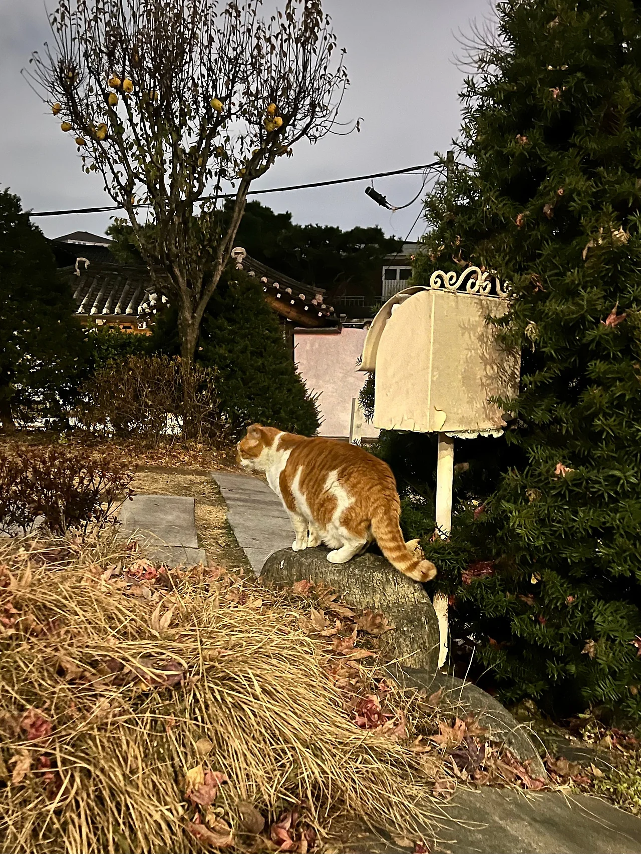 IMG%EF%BC%BF9061.jpg?type=w1600