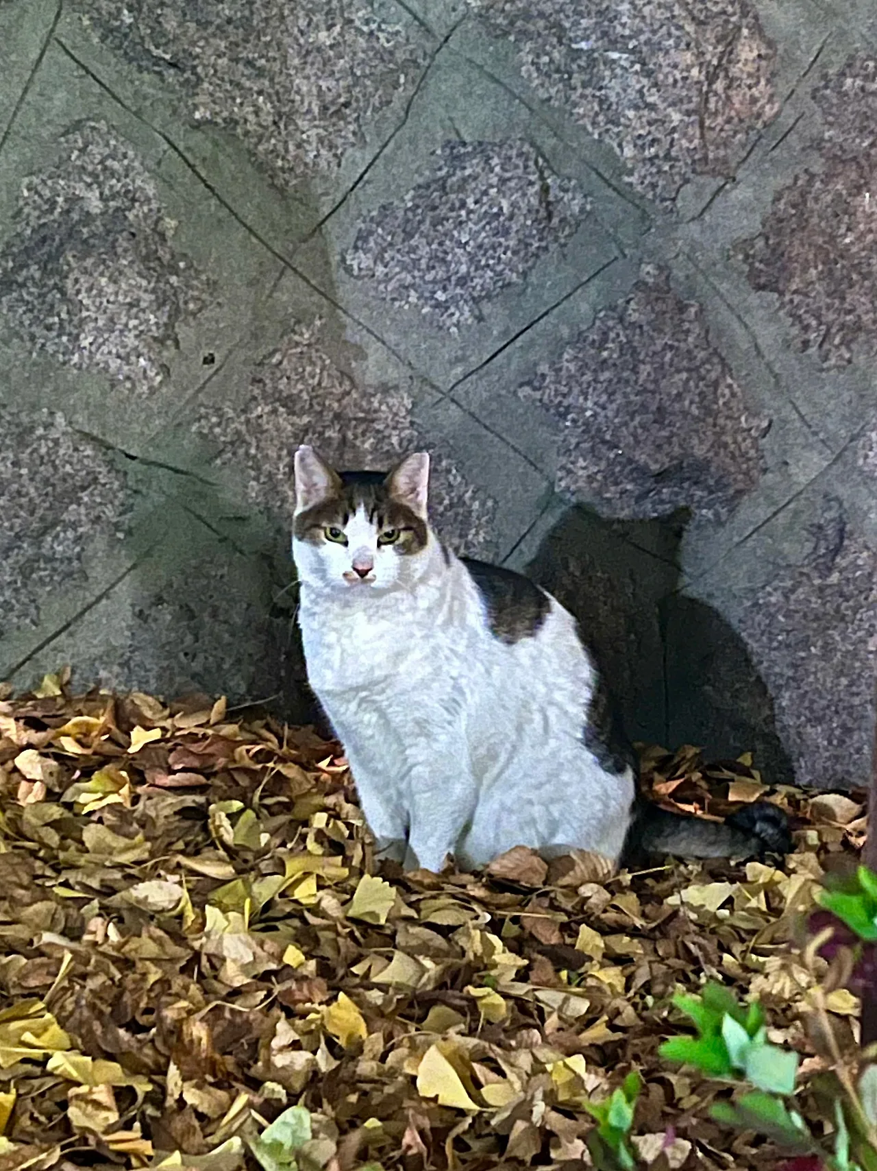 IMG%EF%BC%BF5751.jpg?type=w1600