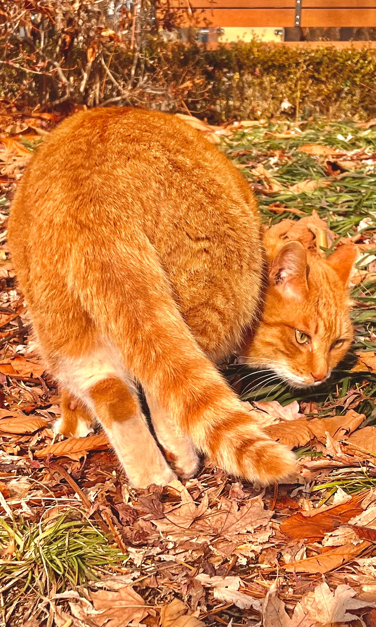 IMG%EF%BC%BF9914.jpg?type=w1600