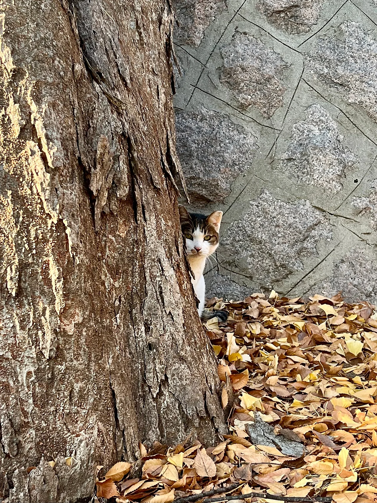 IMG%EF%BC%BF8927.jpg?type=w1600