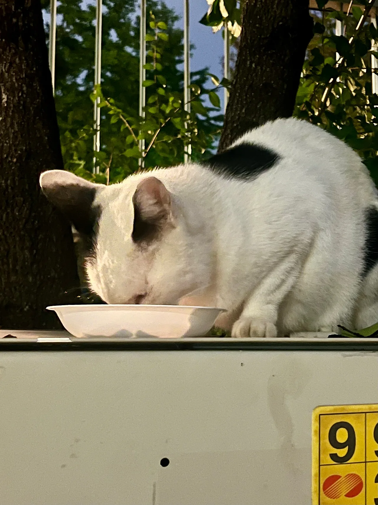 IMG%EF%BC%BF1699.jpg?type=w1600