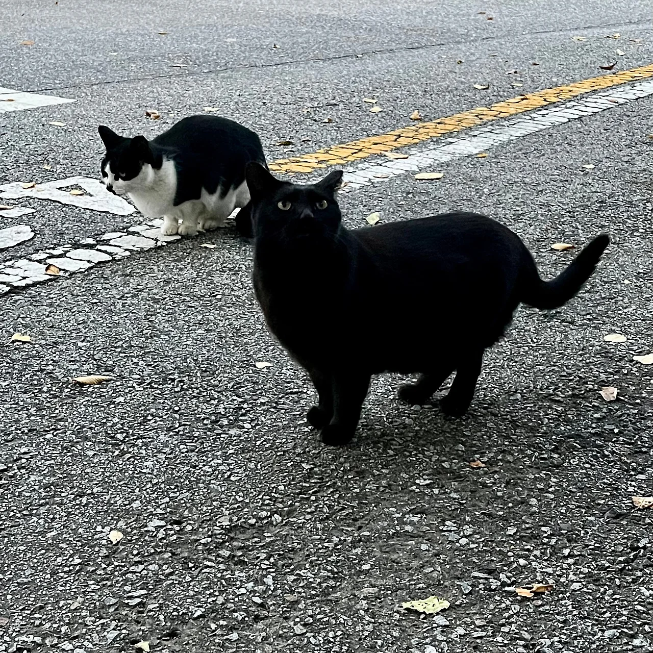 IMG%EF%BC%BF3511.jpg?type=w1600