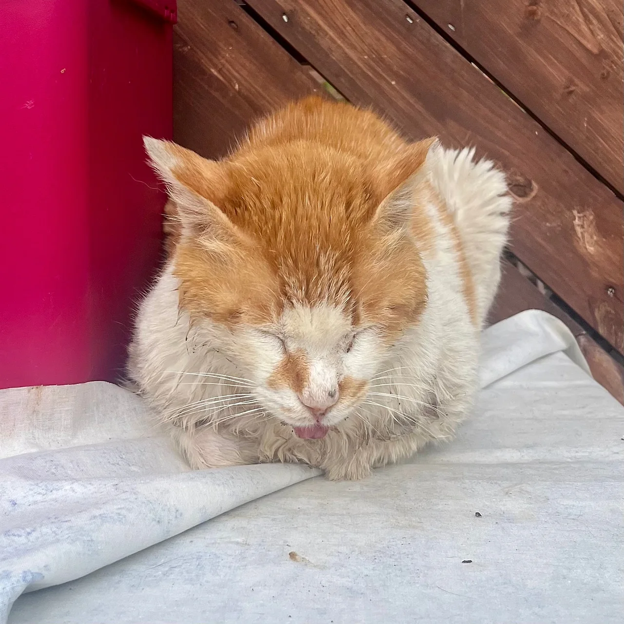 IMG%EF%BC%BF4721.jpg?type=w1600