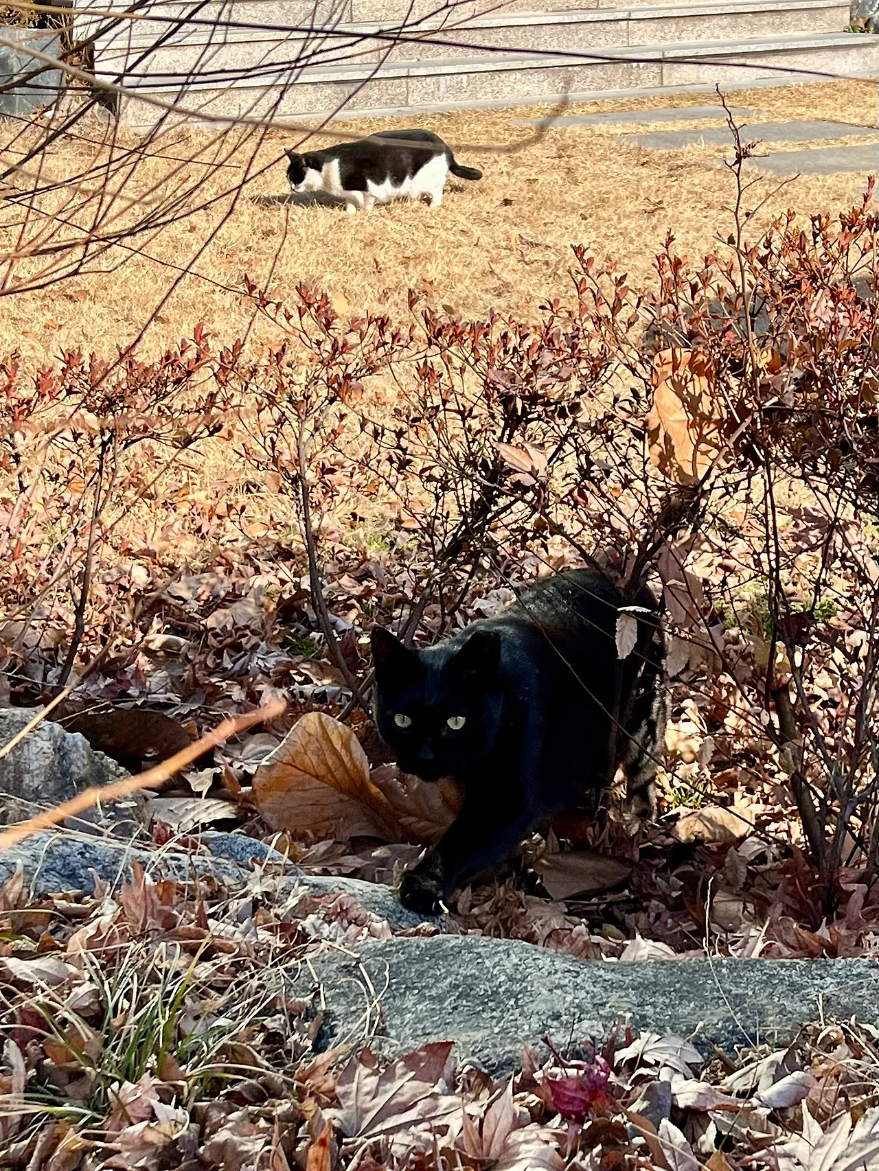 IMG%EF%BC%BF0738.jpg?type=w1600