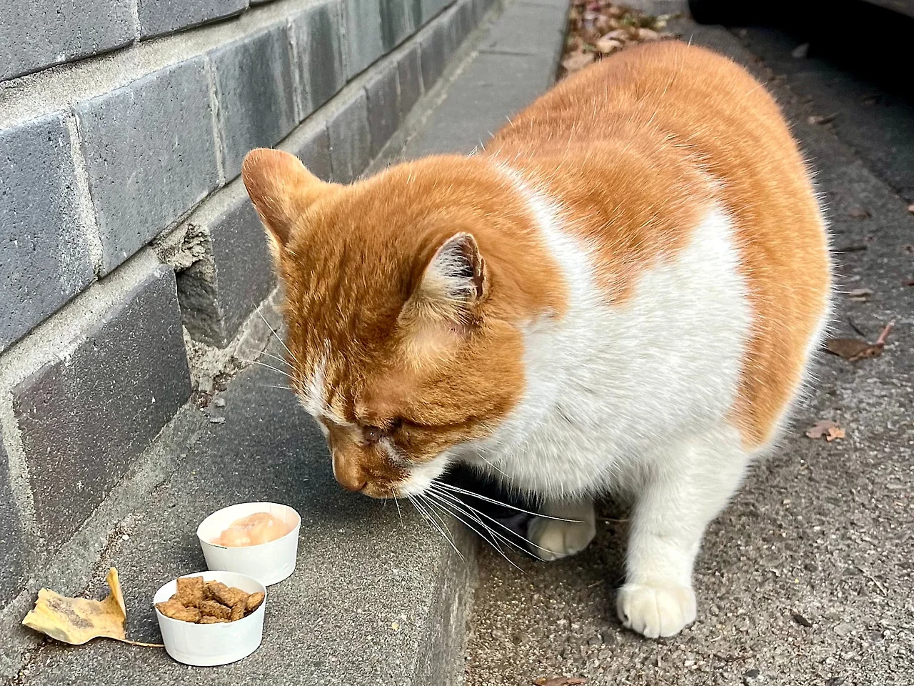 SE-FB1272F7-AA86-48CF-BD54-90F509988340.jpg?type=w1600