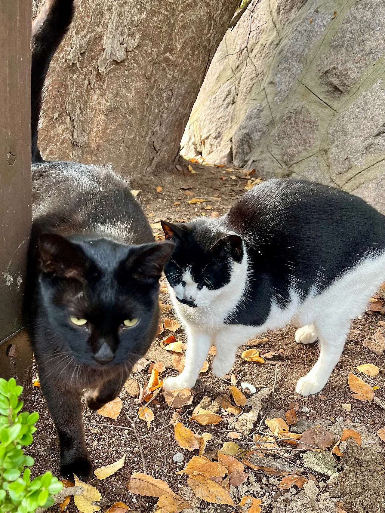 IMG%EF%BC%BF3585.jpg?type=w1600