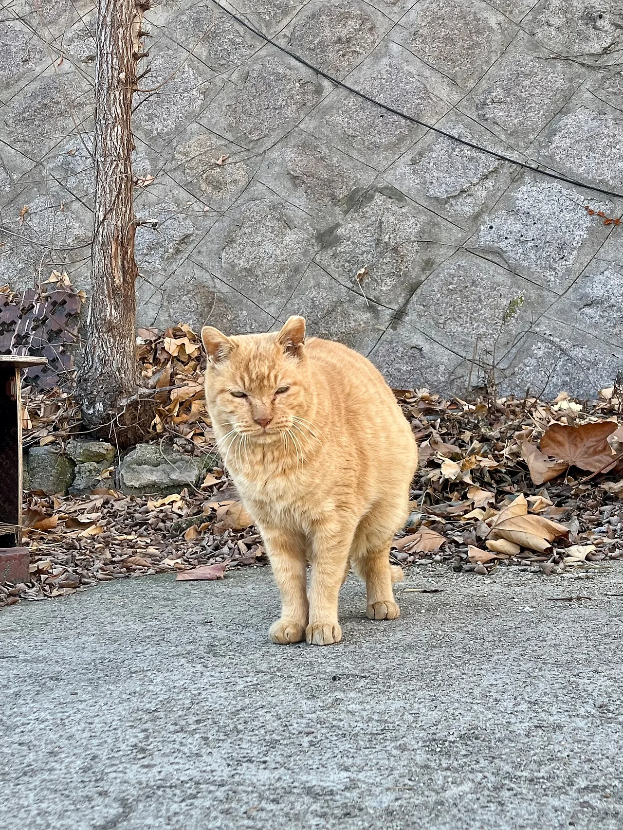 IMG%EF%BC%BF0762.jpg?type=w1600