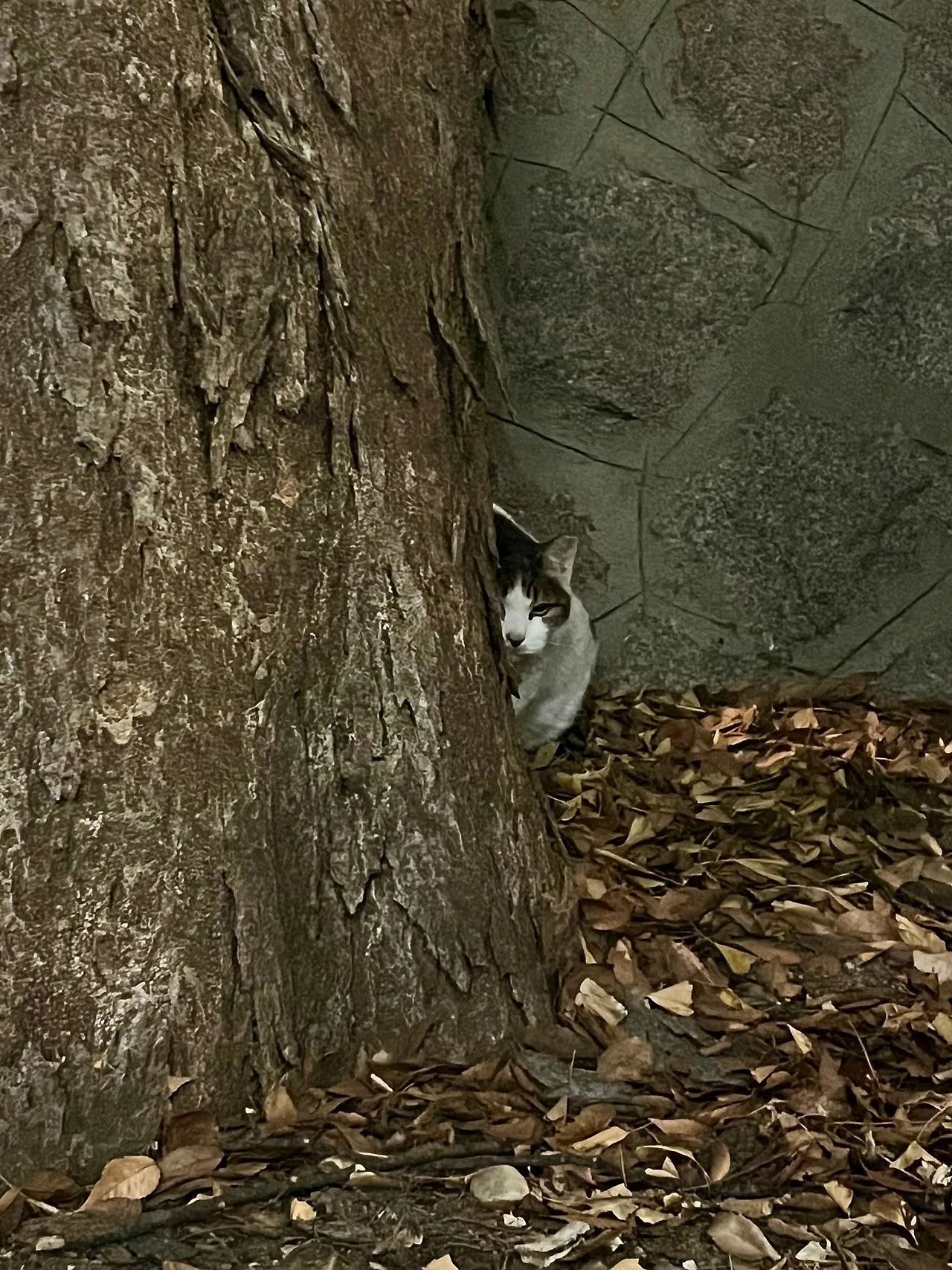 IMG%EF%BC%BF0808.jpg?type=w1600