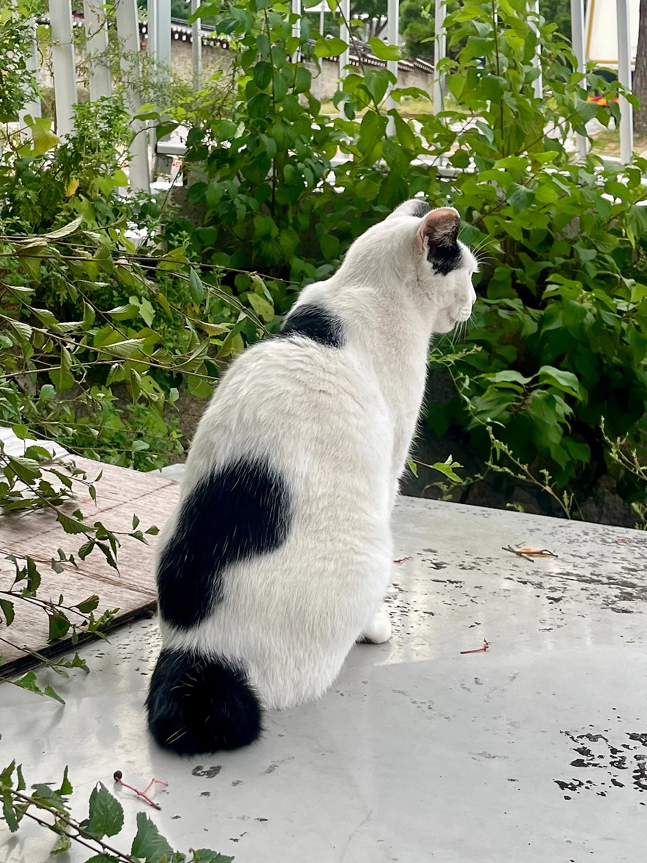 IMG%EF%BC%BF1993.jpg?type=w1600