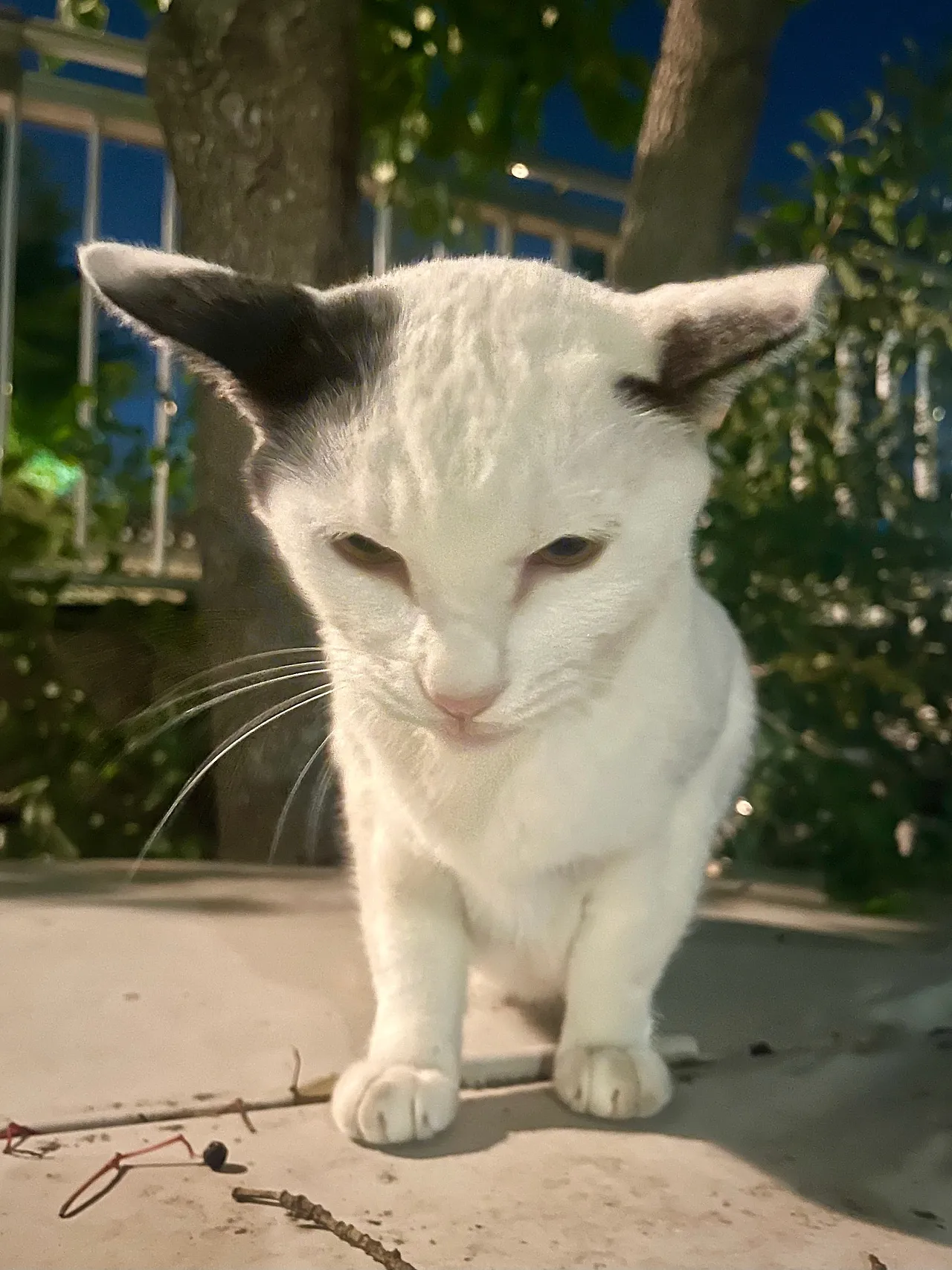 IMG%EF%BC%BF2090.jpg?type=w1600