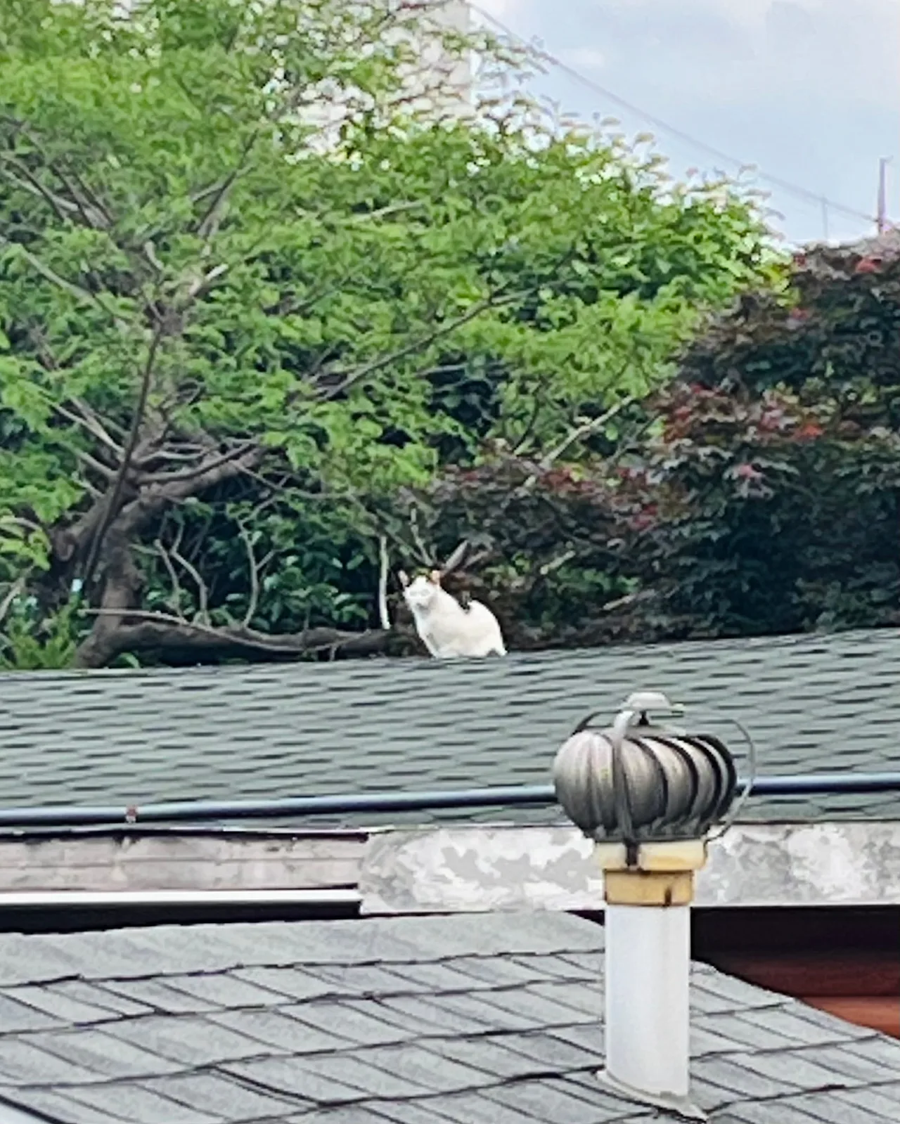 IMG_4775.jpg?type=w1600