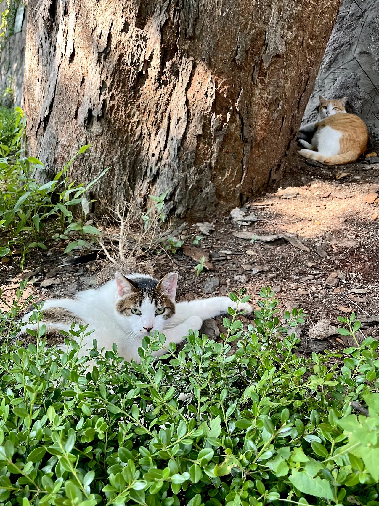 IMG%EF%BC%BF8923.jpg?type=w1600