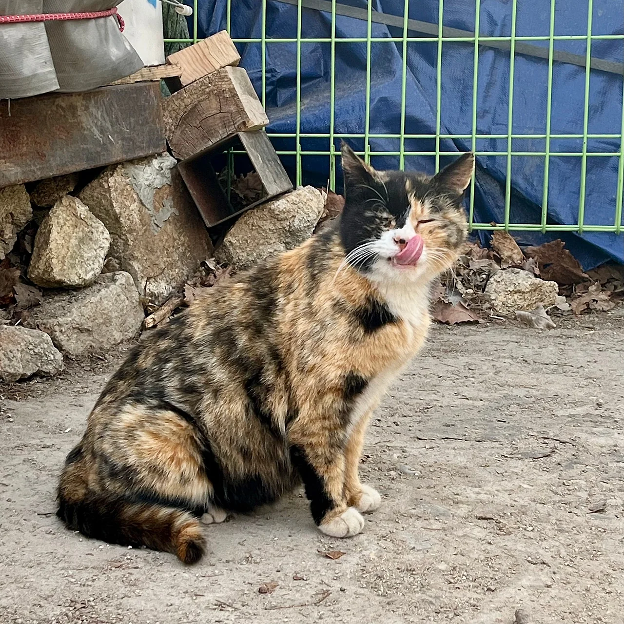 IMG%EF%BC%BF1309.jpg?type=w1600