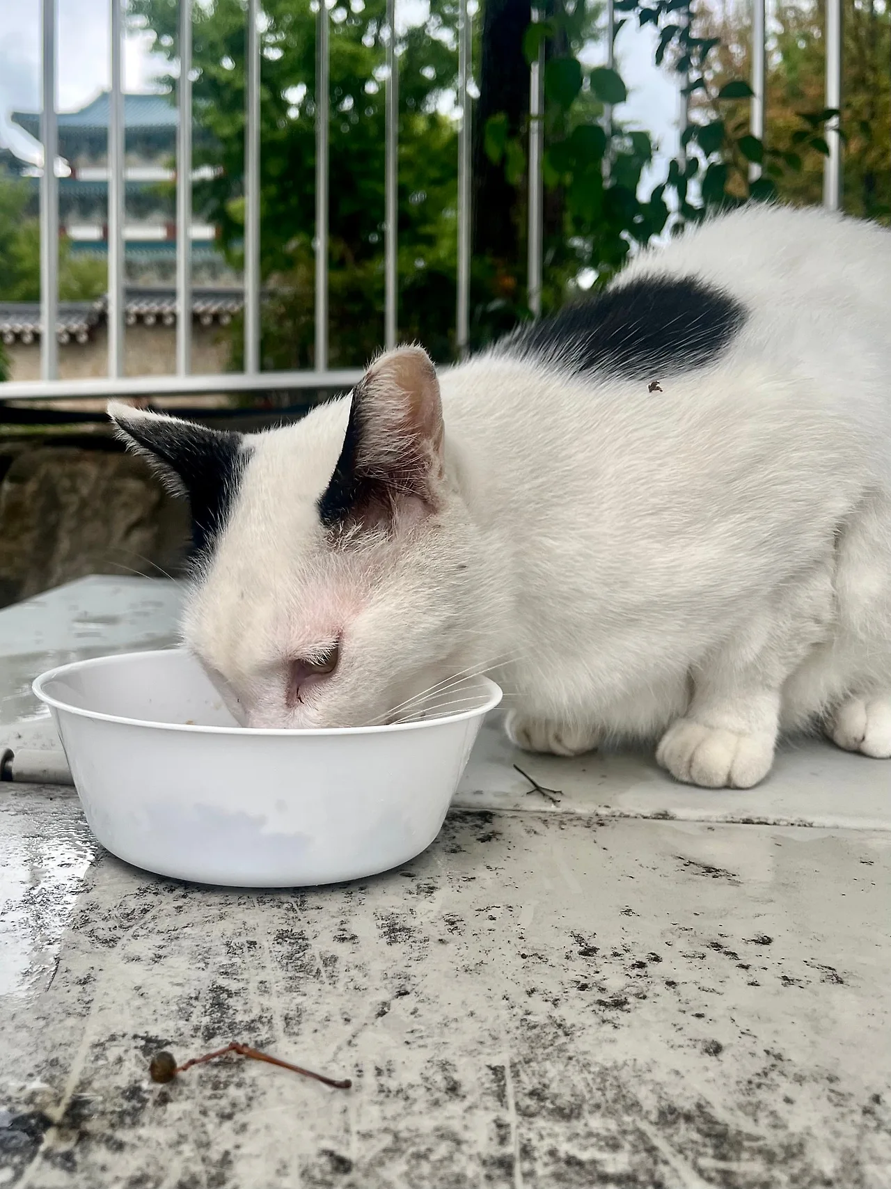 IMG%EF%BC%BF0760.jpg?type=w1600